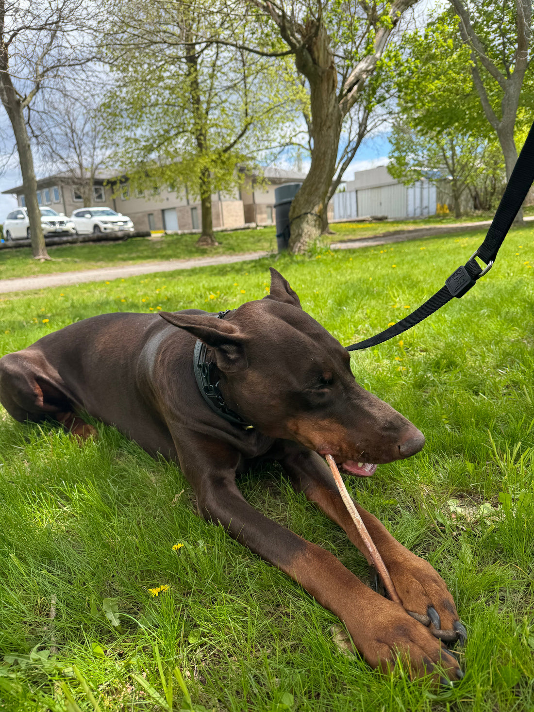 Best Natural Chews for Aggressive Chewers