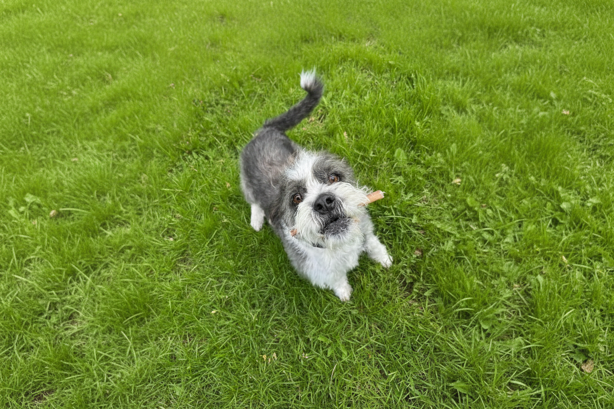 Dog with lush grass background