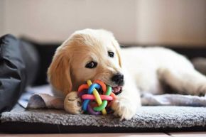 Picture for category Dog Toys